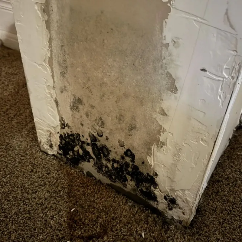 Professional Mold Removal in Fairchance, PA